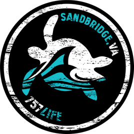 Sandbridge: Turtle